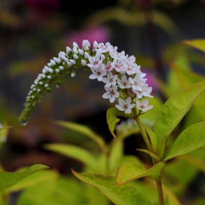 Wederik (Lysimachia Clethroides) - - Vaste planten - Bijen-Vlinders - Snijbloemen - Bodembedekkers - Zomerbollen