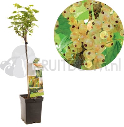 Ribes rubrum Witte bes | witte aalbes op stam | Ø 18 cm