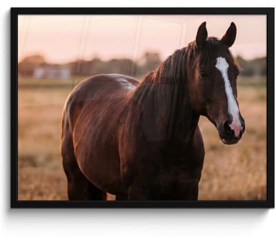 Poster in lijst - Fotolijst 80x60 cm - Posters - Paard - Zonsondergang - Bruin - Posterlijst zwart - Decoratie - Wanddecoratie woonkamer - Muurdecoratie slaapkamer