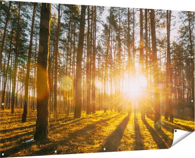 Gards Tuinposter Zonsopkomst in het Bos tussen de Bomen - 180x120 cm - Tuindoek - Tuindecoratie - Wanddecoratie buiten - Tuinschilderij