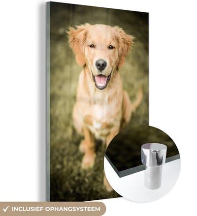 ® Glasschilderij 120x180 cm - Schilderij acrylglas - Een portret van een Golden Retriever puppy in de tuin - Foto op glas - Muurdecoratie woonkamer - Wanddecoratie slaapkamer - Schilderijen