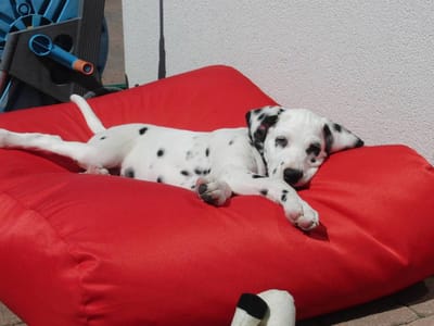 Dog's Companion Hondenkussen / Hondenbed - XS - 55 x 45 cm - Rood Water- en Vuilafstotende Coating - Waterafstotend