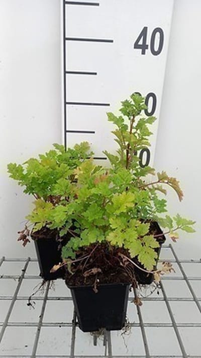 6x Margriet - Tanacetum parthenium | 9x9 cm pot