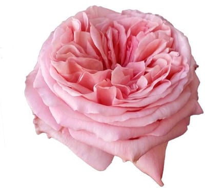 25x Rosa pink x-pression 50cm