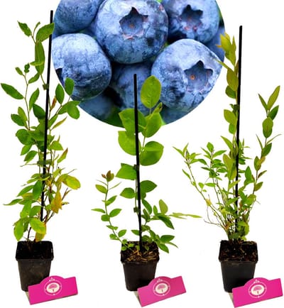 Set van 3 Blauwe bessen- Vaccinium c. ‘Jersey’, ‘Bluecrop’, ‘Goldtraube’ - Hoogte 30cm - 9cm pot - Mix A