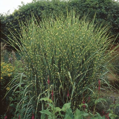 12 x Tijgergras / Bont Prachtriet - Winterhard Siergras - Miscanthus sinensis Strictus in 9x9cm pot met hoogte 5-10cm
