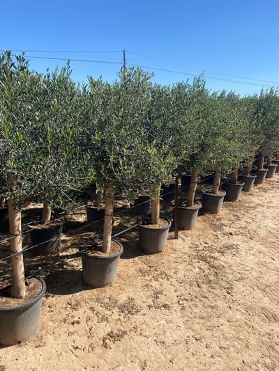 Sunny Tree - Boom - Olijfboom - Groenblijvend - 30 jaar oud- 180 cm - Winterhard
