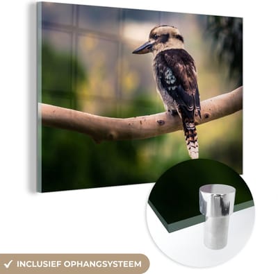 ® Glasschilderij 180x120 cm - Schilderij acrylglas - Een donkere kookaburra of lachvogel in de natuur op een buigende tak - Foto op glas - Muurdecoratie woonkamer - Wanddecoratie slaapkamer - Schilderijen