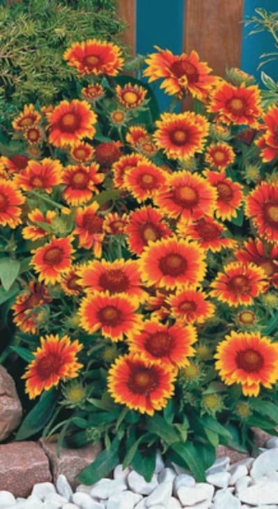 6 x  Gaillardia 'Arizona Sun' - KOKARDEBLOEM - pot 9 x 9 cm