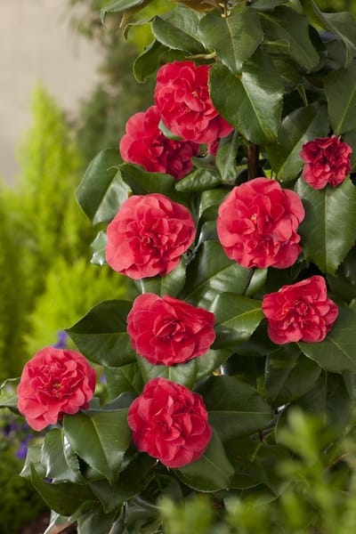 Camellia Lady Campbell - Set van 4 - Camelia - Pot 3 Liter - Rode Bloem - Wintergroen