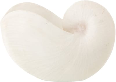 J-Line decoratie Schelp - polyresin - wit