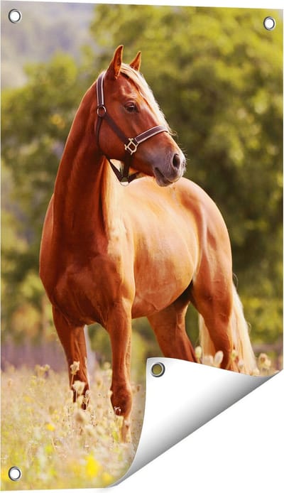 Gards Tuinposter Bruin Paard in de Wei - 40x60 cm - Tuindoek - Tuindecoratie - Wanddecoratie buiten - Tuinschilderij