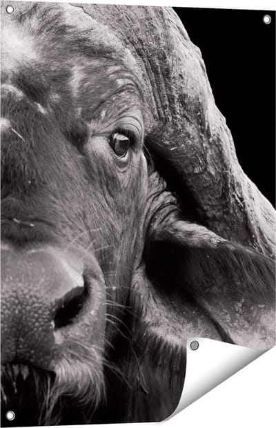 Gards Tuinposter Buffel - Buffelkop - Zwart Wit - 60x80 cm - Tuindoek - Tuindecoratie - Wanddecoratie buiten - Tuinschilderij