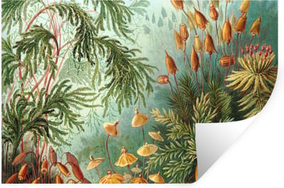 Muurstickers - Sticker Folie - Oude meesters - Kunst - Muscinae - Haeckel - 30x20 cm - Plakfolie - Muurstickers Kinderkamer - Zelfklevend Behang - Zelfklevend behangpapier - Stickerfolie