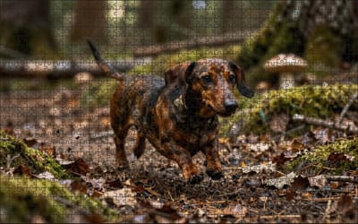 Puzzel Teckel in het bos | 1000 stukjes | Dierenpuzzel | Hondenpuzzel