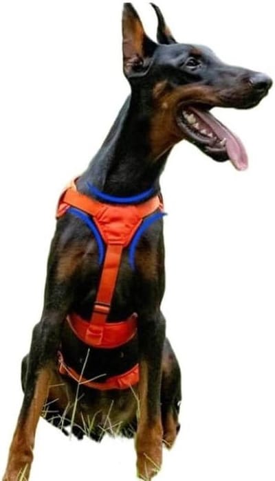 Honden Tuigje - Anti-ontsnappingstuig Hond - Veilig Wandelen - Uniek Ontsnappingspreventie Ontwerp - S(54-69cm) - Oranje