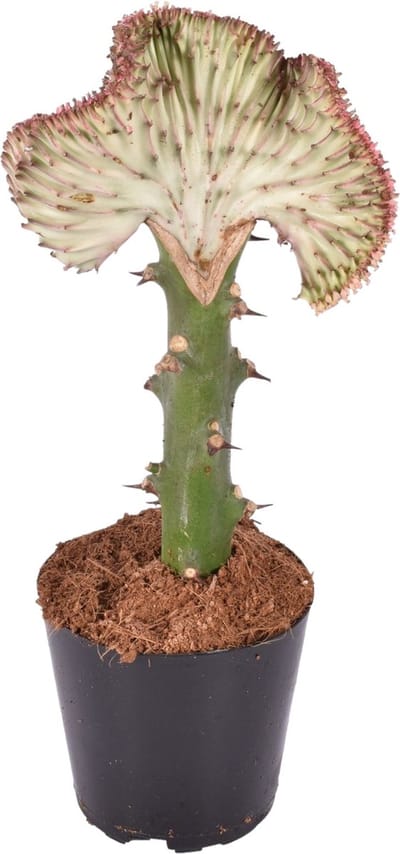 Trendyplants special - Euphorbia lactea Cristata rood - Cactus - Hoogte 25-45 cm - Potmaat Ø12cm