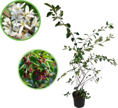 Krentenboompje 100-125 cm (in pot) - Amelanchier lamarckii - Ø26 cm - eetbare zwarte bessen - witte bloemen - vier seizoenen met uitstraling
