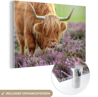 MuchoWow® Glasschilderij 60x40 cm - Schilderij acrylglas - Schotse Hooglander - Paars - Bloemen - Foto op glas - Schilderijen