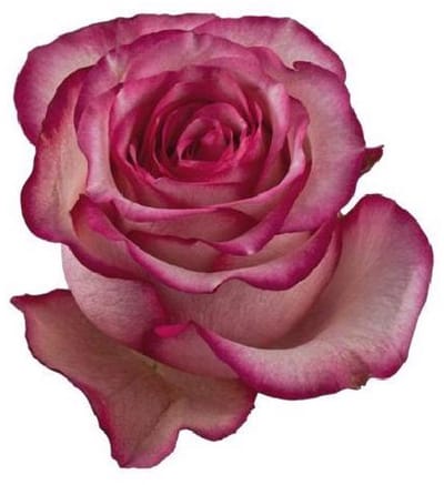 25x Rosa carousel 50cm