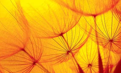 Flower Dandelion Photo Wallcovering