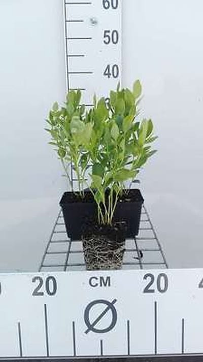 6x Vuurwerkplant - Dictamnus alb. 'Albiflorus' | 9x9 cm pot