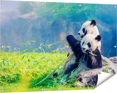Gards Tuinposter Twee Panda's Eten Bamboe Riet - 120x80 cm - Tuindoek - Tuindecoratie - Wanddecoratie buiten - Tuinschilderij