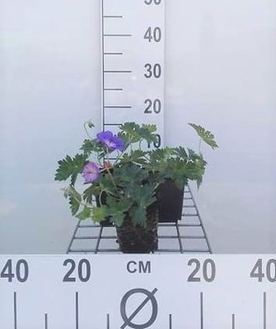 6x Ooievaarsbek - Geranium hybr. 'Rozanne'® | 9x9 cm pot