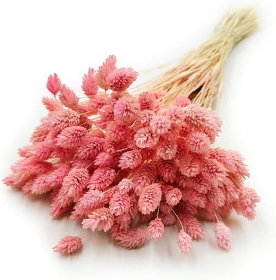 SnelShoppen - Dried Grass Ornamental Grass Phalaris - 100 Stelen Lichtroze - Natuurlijke Boho Decoratie - Geschikt voor Feesten, Tuin, en Interieur