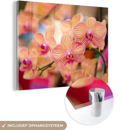 MuchoWow® Glasschilderij 120x90 cm - Schilderij acrylglas - Plant - Orchidee - Bloemen - Roze - Flora - Foto op glas - Schilderijen