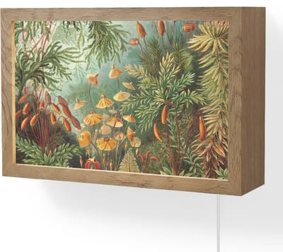 Wandlamp 30x20 cm - Oplaadbaar - Oude meesters - Kunst - Muscinae - Haeckel - Wandlampen binnen woonkamer - Slaapkamer lamp met kabel - Decoratieve nachtlamp - Vloerlamp snoer