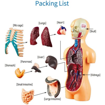 Menselijk Lichaam Model Skelet Eenvoudige Montage Leermiddel Kit Anatomie Model Display STEM Educatief Cadeau Onderwijs TXMR-025