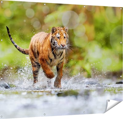 Gards Tuinposter Tijger Loopt in het Water - 150x120 cm - Tuindoek - Tuindecoratie - Wanddecoratie buiten - Tuinschilderij