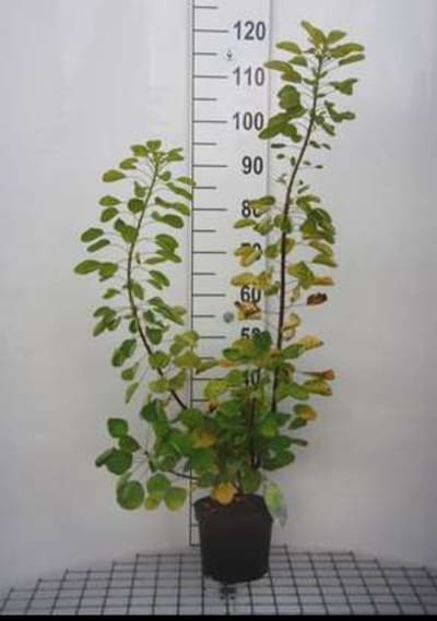 2 x Cotinus cogg. 'Golden Spirit'® ( 'ancot'®) - Pruikenboom 40- 60 cm in pot