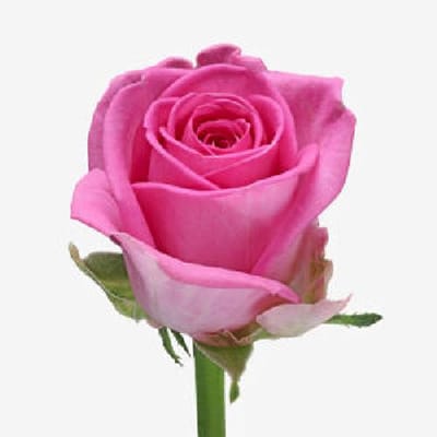 20x Rosa aqua! 50cm