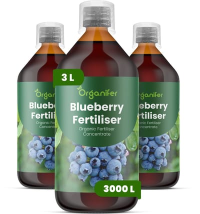 Vloeibare Meststof Voor Blauwe Bessen 3X1 L Voor 3000 L - Npk 2-1-8 - Sterke Scheuten - Grotere Bessen - Diepe Blauwe Kleur - Zure Bodem - Sterk Wortelstelsel - Vruchtzetting - Stressbestendig - Hoge Opbrengst - Organifer