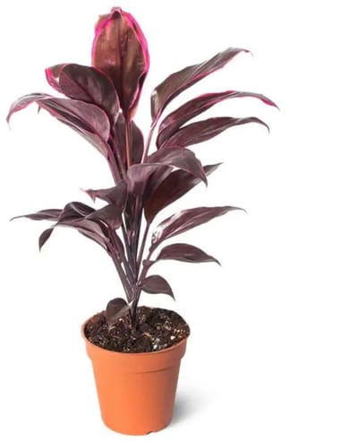 JUNAVERA Cordyline fruticosa Rumba terrariumplant | kleurrijk blad | 12 cm pot | 36 cm hoog