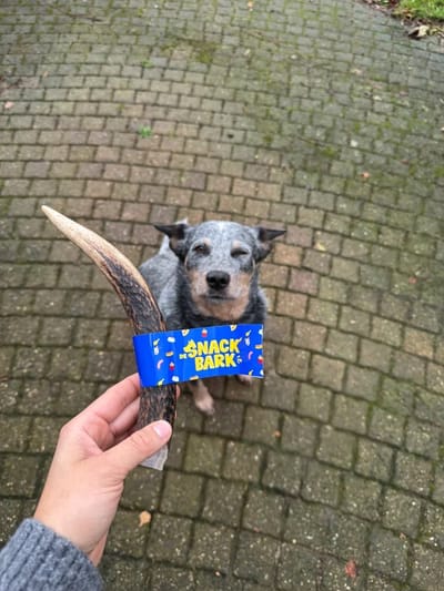 De Snackbark - 2x Hertengewei L - Hypoallergene kauwsnack - harde snack voor honden - 76-150 gram - hert