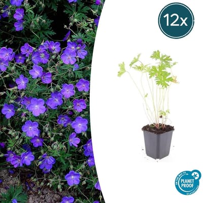 Tuinplantenshop.com | Geranium 'Johnson's Blue' | 12 stuks - Ø9cm - 10-25cm hoog - Tuinplant