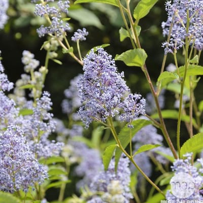 Ceanothus 'Gloire de Versailles' - Amerikaanse sering 40-50 cm in pot