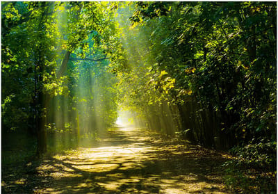 Fotobehangkoning - Behang - Vliesbehang - Fotobehang Straat met zonlicht door het Bos - 100 x 70 cm