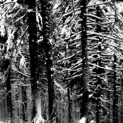 Moloch - Abstrakter Wald (CD)
