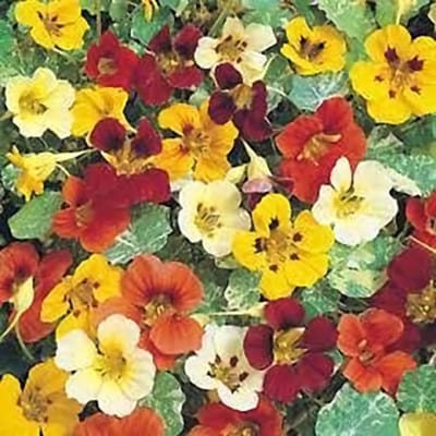 Oost-Indische Kers zaden - Jewel Mixed