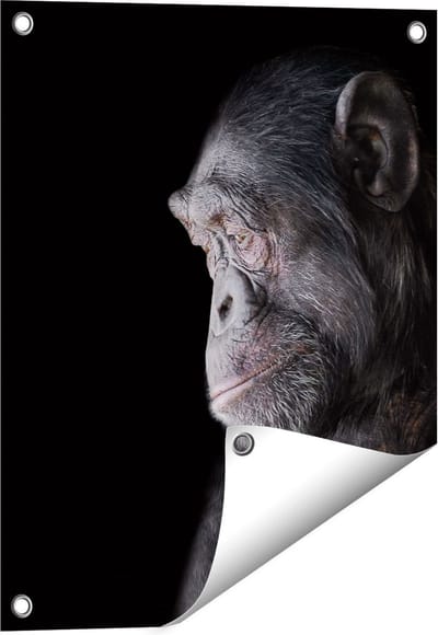 Gards Tuinposter Chimpansee Aap op Zwart Achtergrond - 40x50 cm - Tuindoek - Tuindecoratie - Wanddecoratie buiten - Tuinschilderij