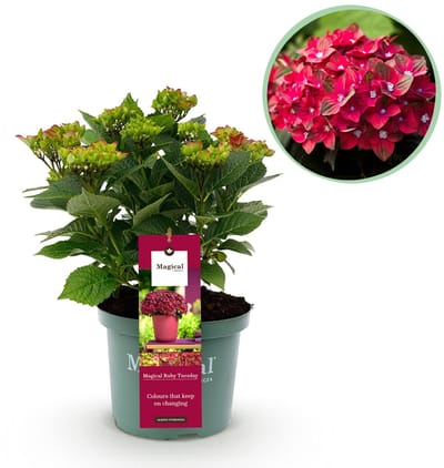 Green boutiQ - Terrasplant - Hortensia - Hydrangea Magical Teusday & Saphire - Rood - 6-10 Bloemen - Pot 23cm Hoogte 55cm