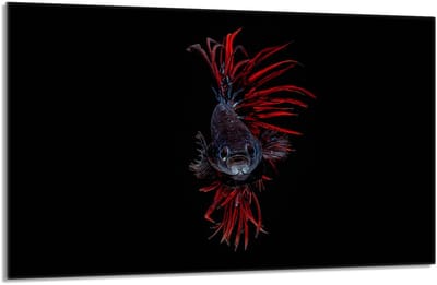 TMK ArtDeko - Snijplank - 80x52 cm - Beschermende Glasplaat - Vis Motief