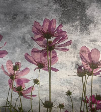 Fotobehang - Violet Flower Abstract 225x250cm - Vliesbehang