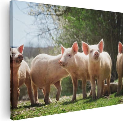 Artaza Canvas Schilderij Biggetjes - 40x30 cm - Klein - Muurdecoratie Varken - Wanddecoratie Boerderijdieren - Kamer Accessoires