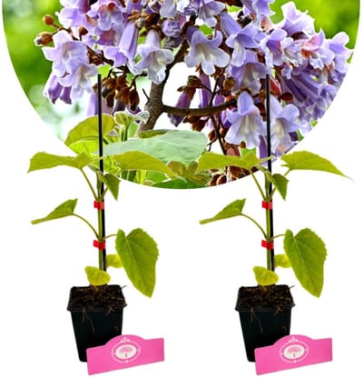Set van 2 Anna Pauwlonabomen - Paulownia tomentosa - Hoogte 20-40cm - 9cm pot