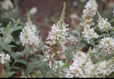 Buddleja 'Argus White'® - Vlinderstruik 40- 60 cm in pot
